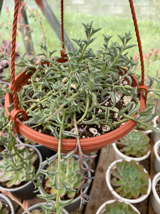 Senecio Kleiniiformis