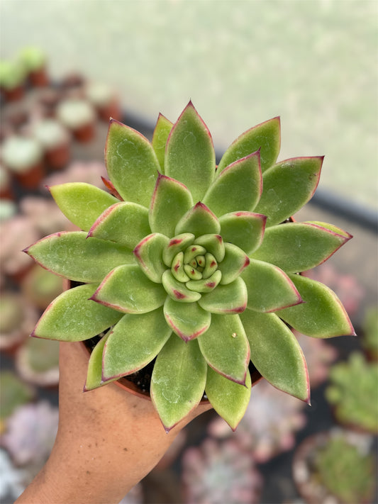 Echeveria Agavoide Red Blush
