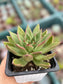 Echeveria Agavoide Red Blush