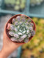 Echeveria Raindrops