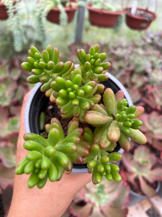 Sedum Rubrotinctum