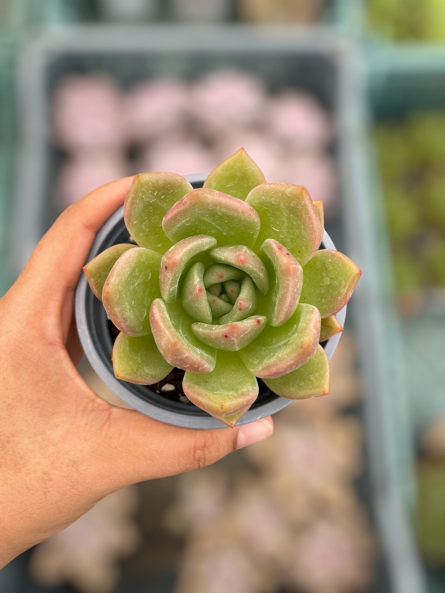 Echeveria Champán