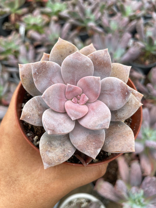 Graptopetalum Superbum