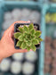 Echeveria Agavoide Red Blush