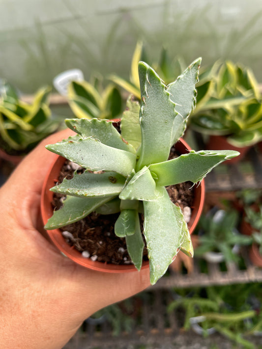 Faucaria Tigrina