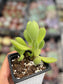 Cotyledon Tomentosa