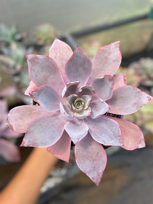 Echeveria Afterglow