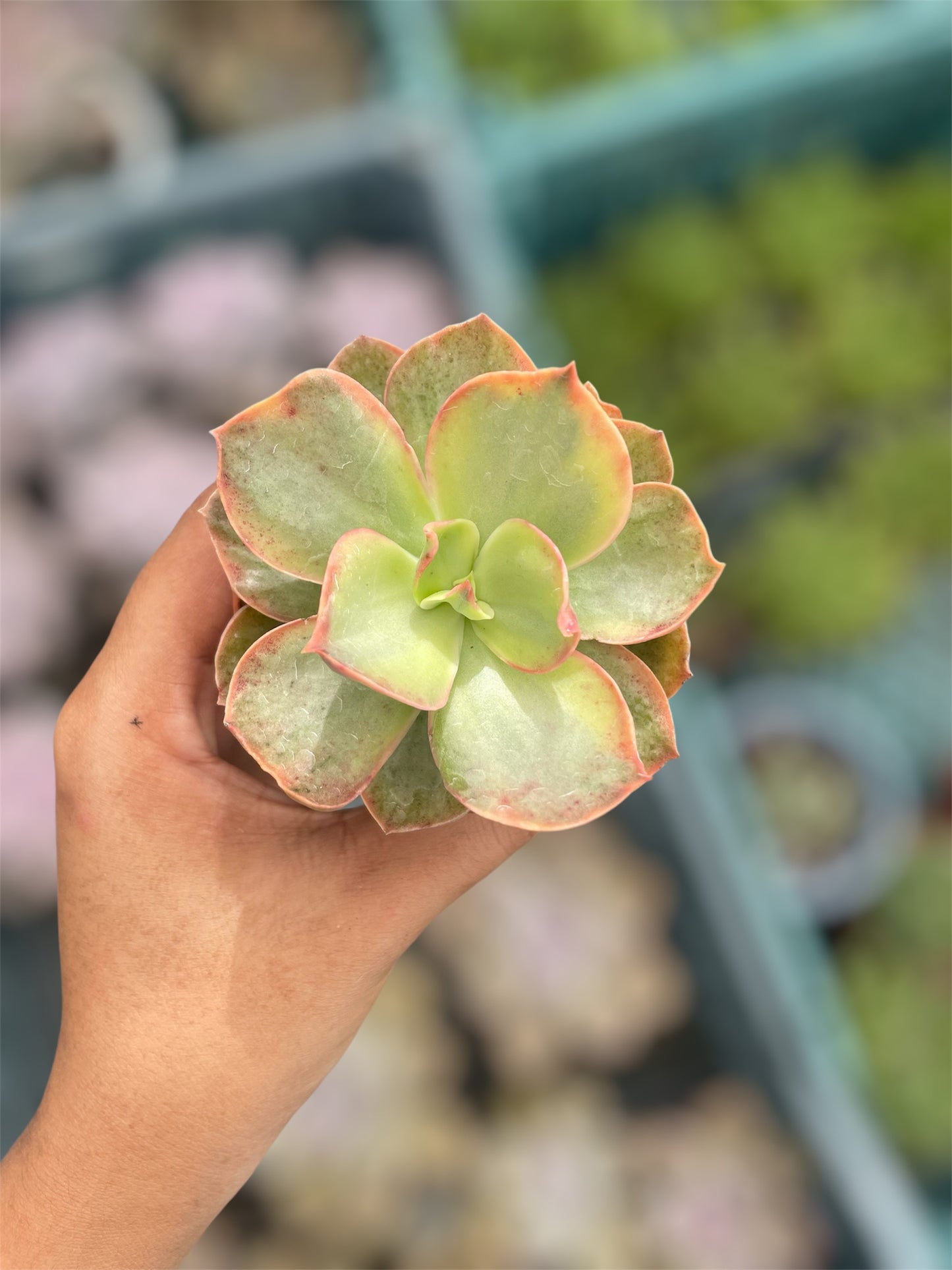 Echeveria Suyon Variegada