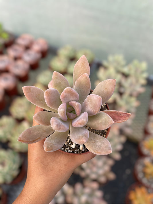Pachyphytum Pachyphytoides