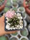Gymnocalycium Mihanovichii