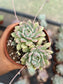 Echeveria Prolífica