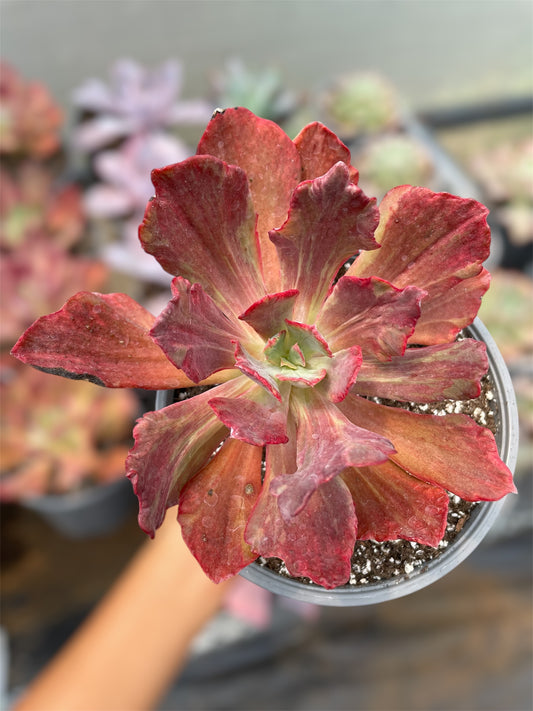 Echeveria Diamond State