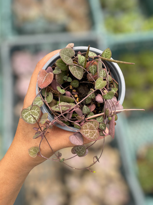 Ceropegia Woodii