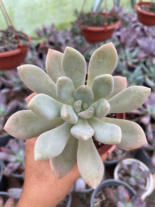 Pachyphytum Pachyphytoides