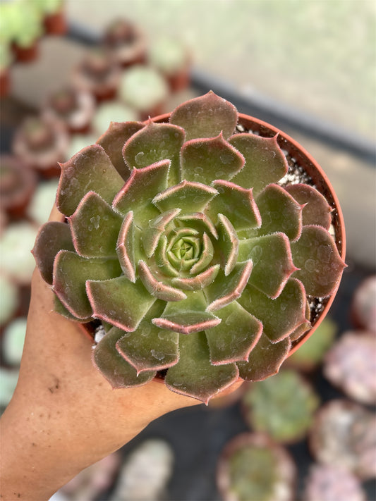 Echeveria Brow Rose