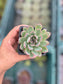 Echeveria Pulidonis