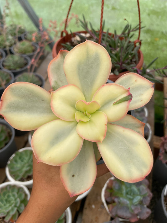 Echeveria Suyon Variegada