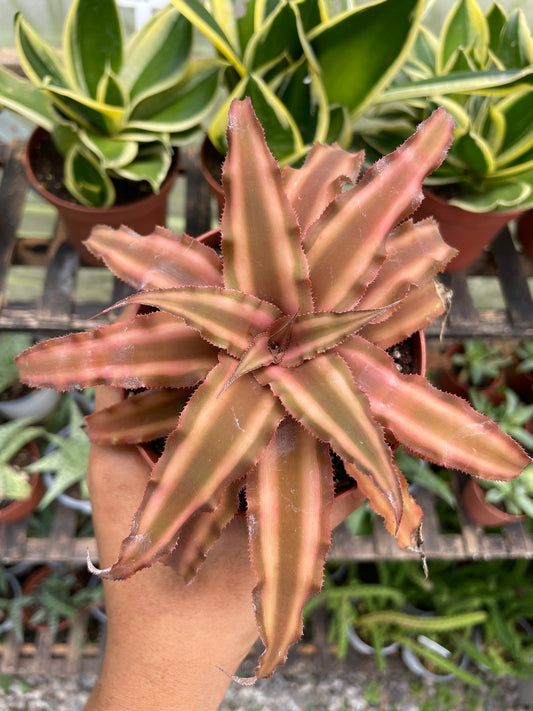 Cryptanthus Bivittatus