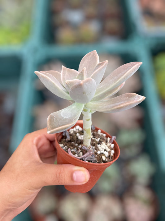 Graptopetalum Paraguayense