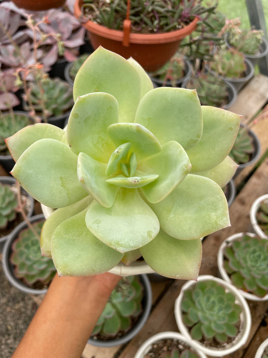 Echeveria Hakuhou