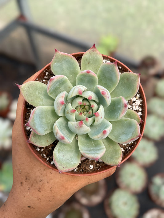 Echeveria Chihuahuaensis