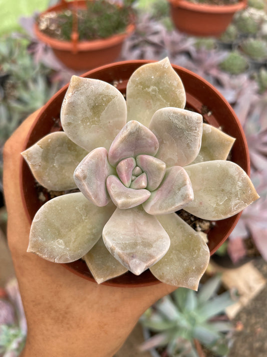 Graptopetalum Purple Delight