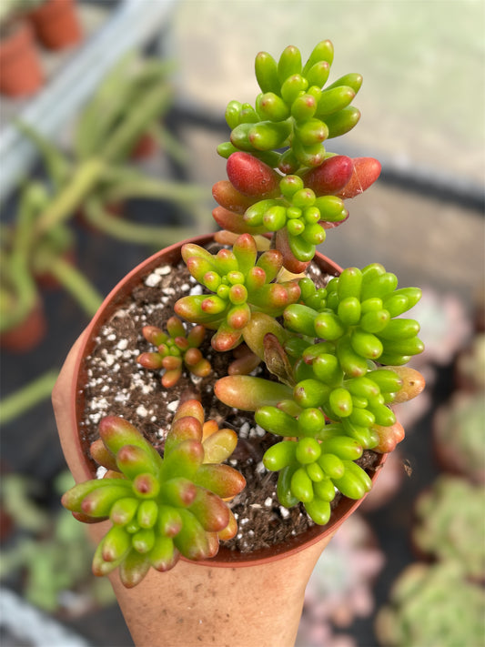 Sedum Rubrotinctum