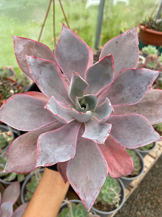 Echeveria Afterglow