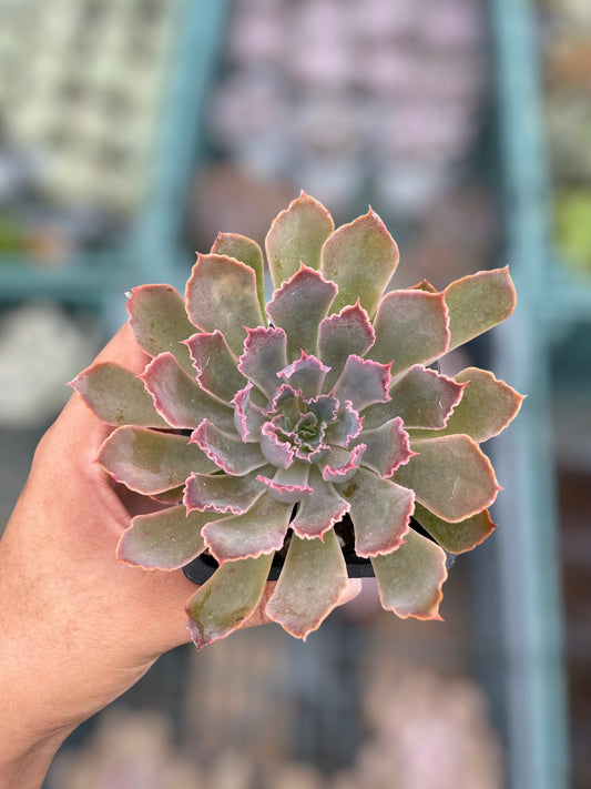 Echeveria Neón Breaker