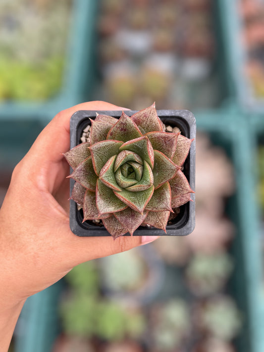 Echeveria Purpusorum