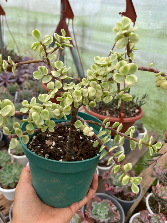 Portulacaria Afra Variegada