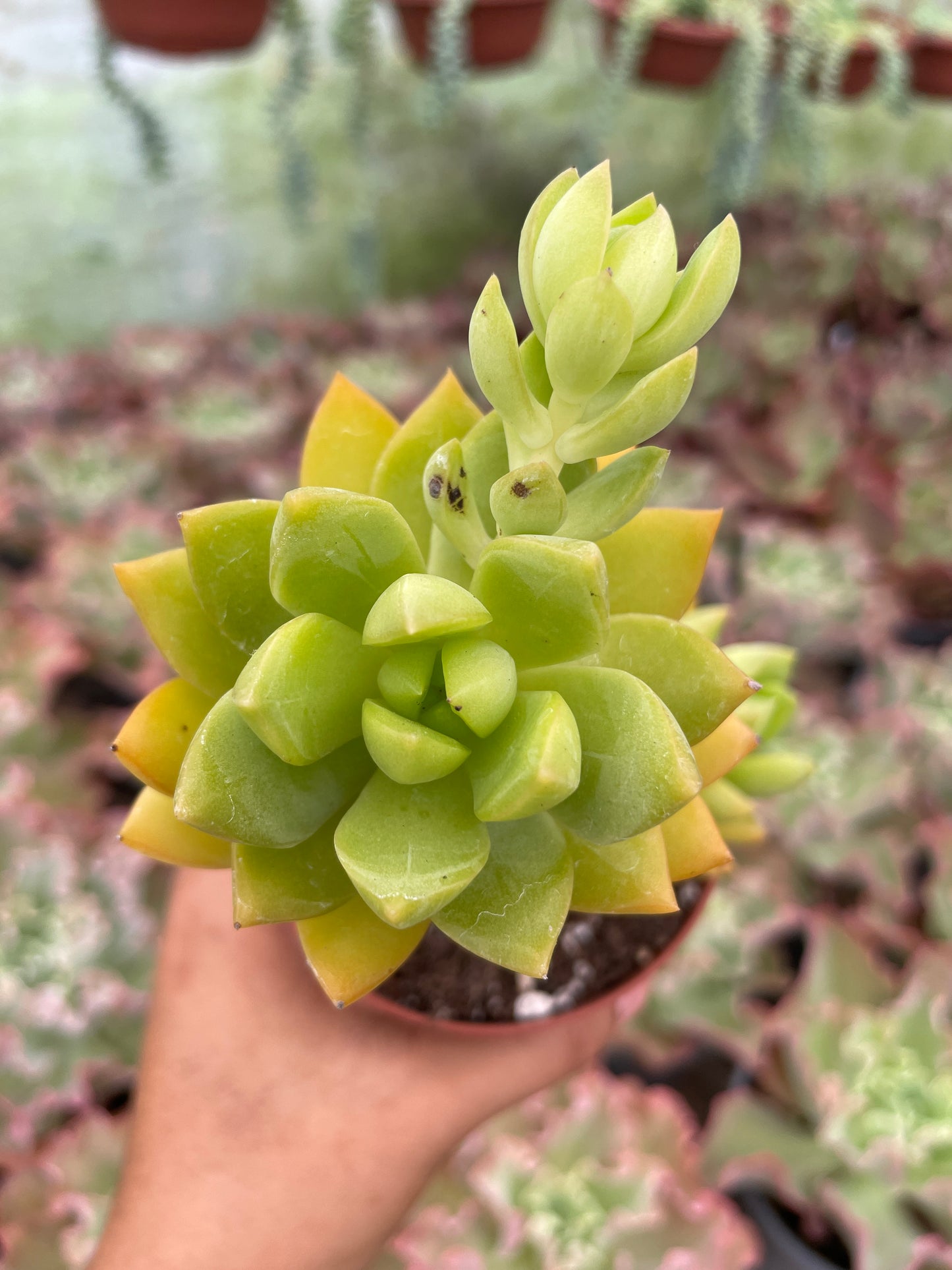 Sedum Golden Glow