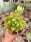 Sedum Golden Glow