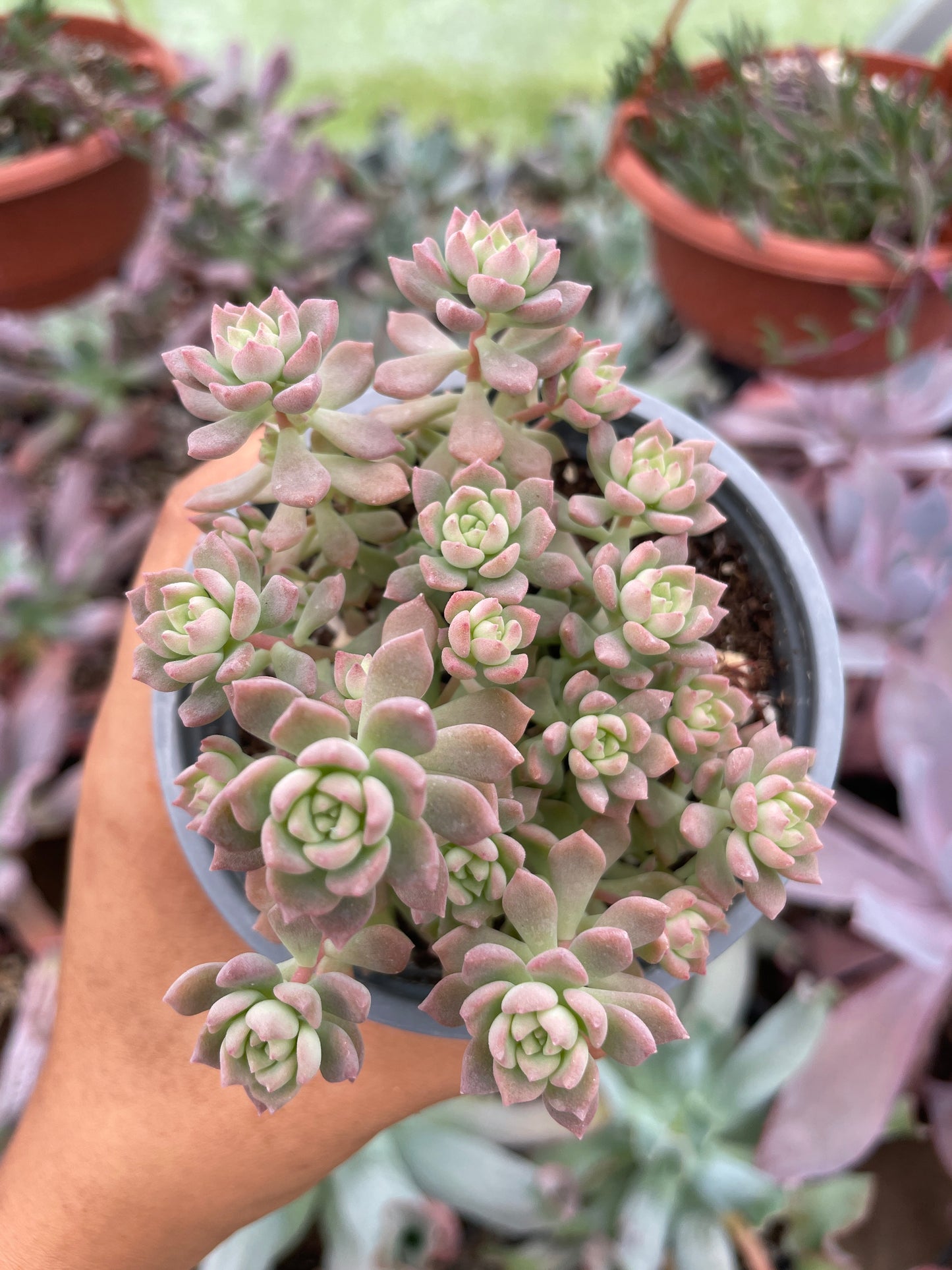 Echeveria Querencia