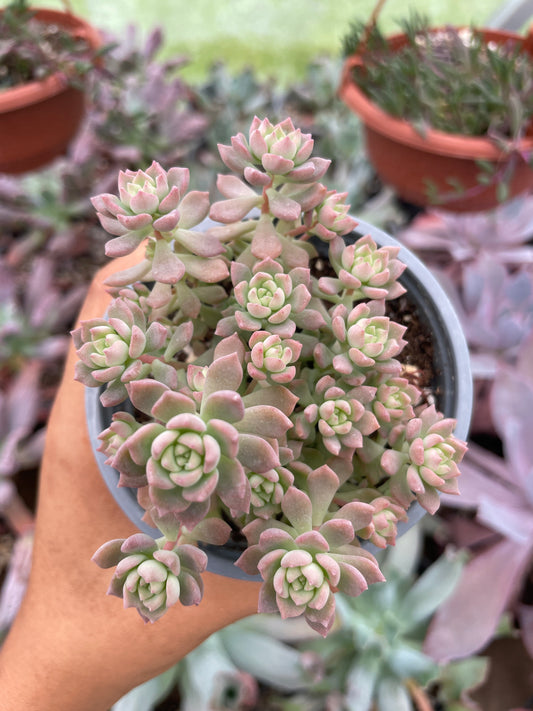 Echeveria Querencia
