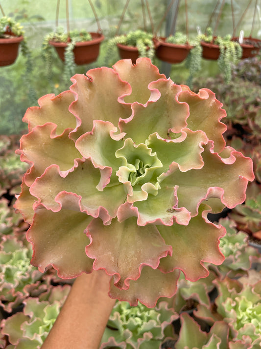 Echeveria Blue Giant