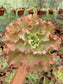 Echeveria Blue Giant