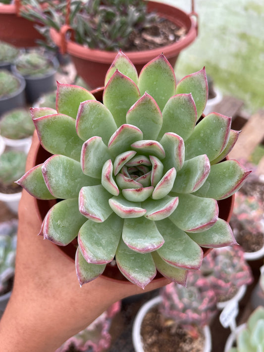 Echeveria Pulidonis