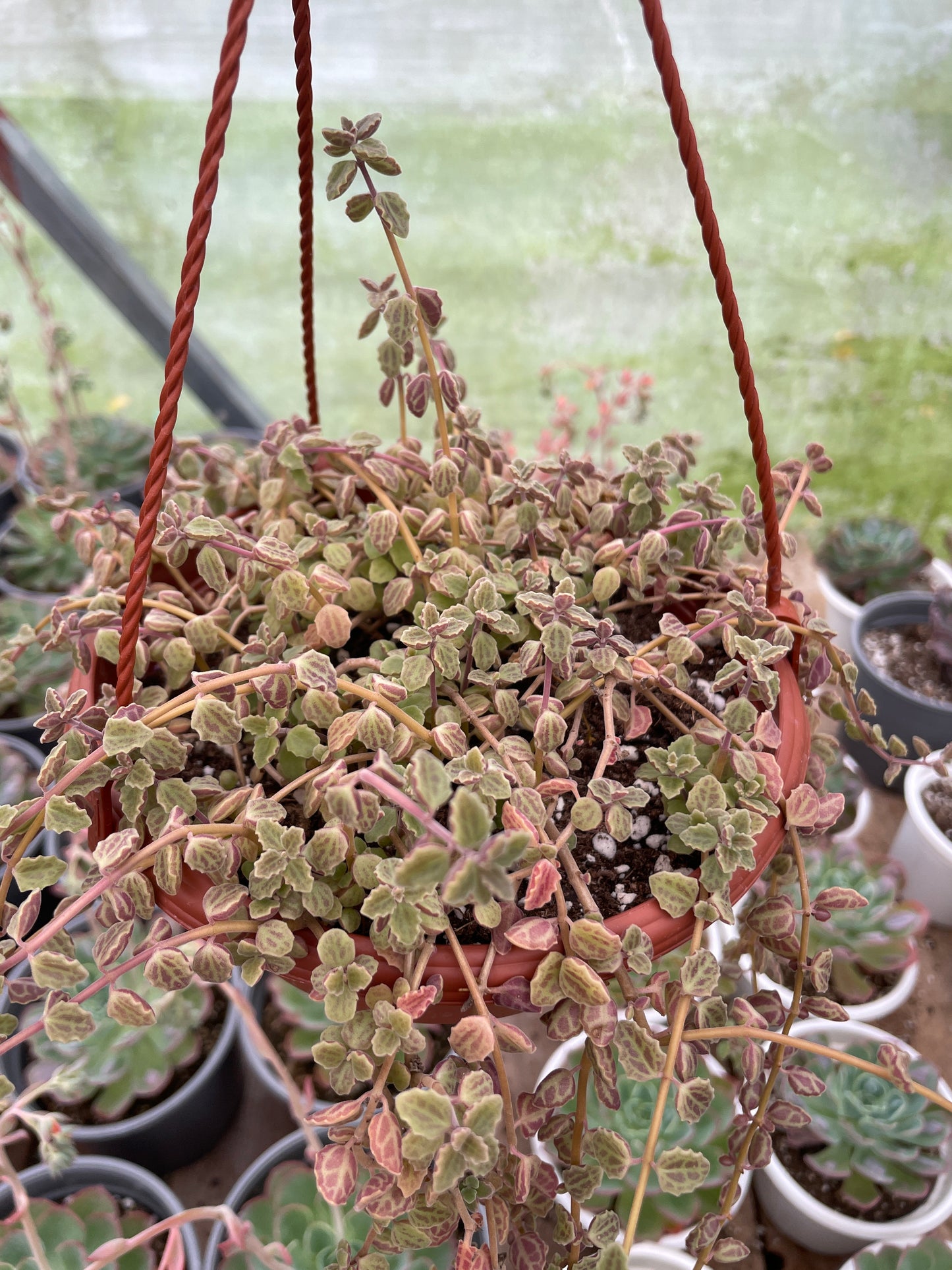 Plectanthus Prostratus
