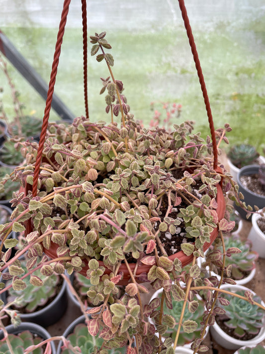 Plectanthus Prostratus