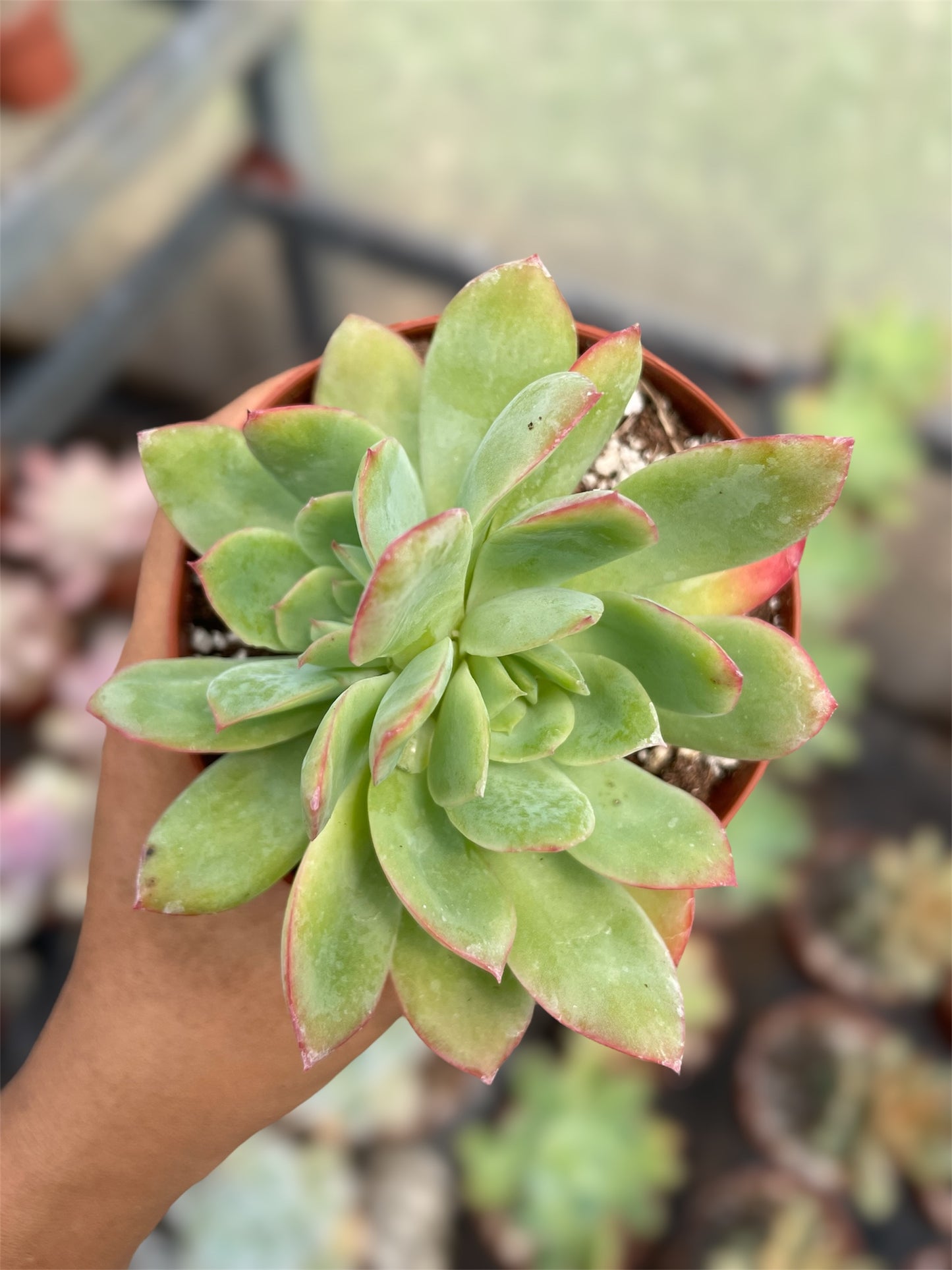 Echeveria Lemon Lime