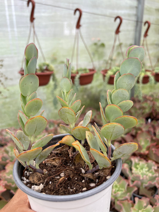 Kalanchoe Marnieriana
