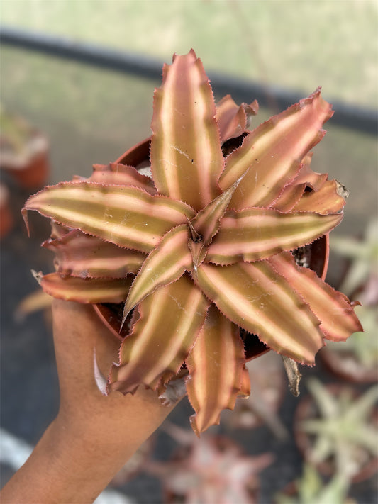 Cryptanthus Bivittatus