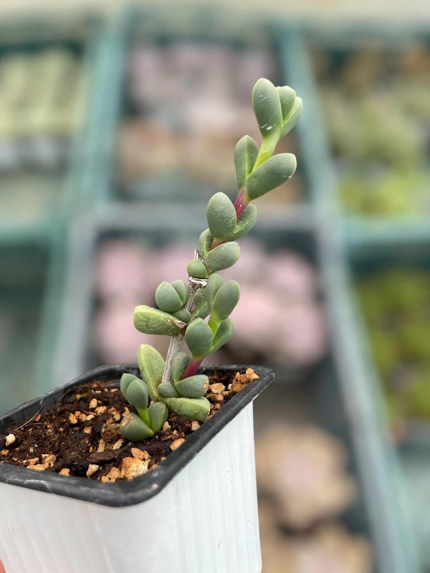 Delosperma Lehmannii