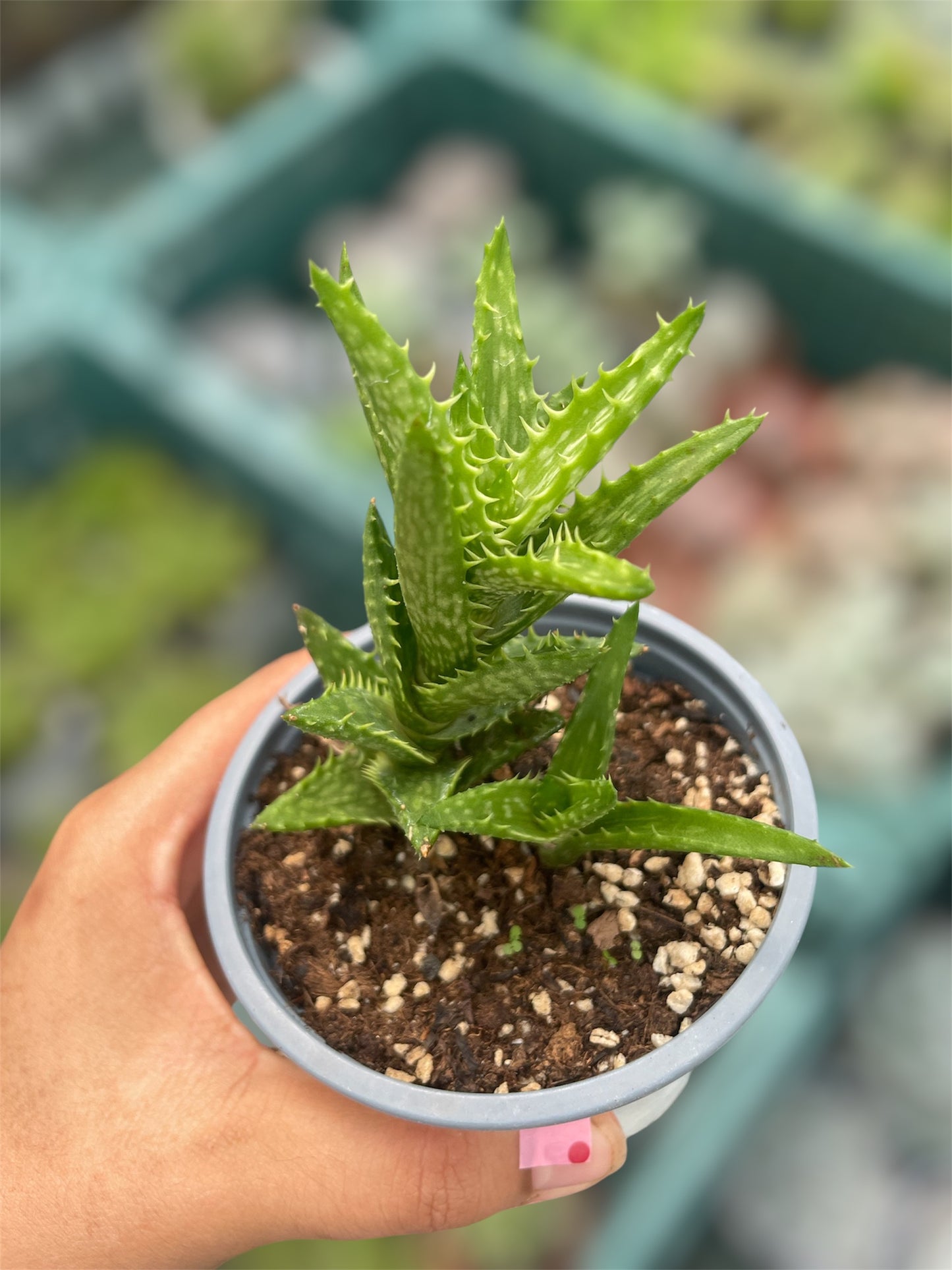 Aloe Juvenna