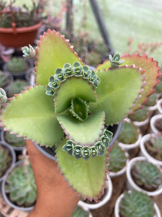 Kalanchoe Mala Madre