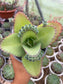 Kalanchoe Mala Madre
