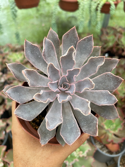 Echeveria Shaviana Pink Frills