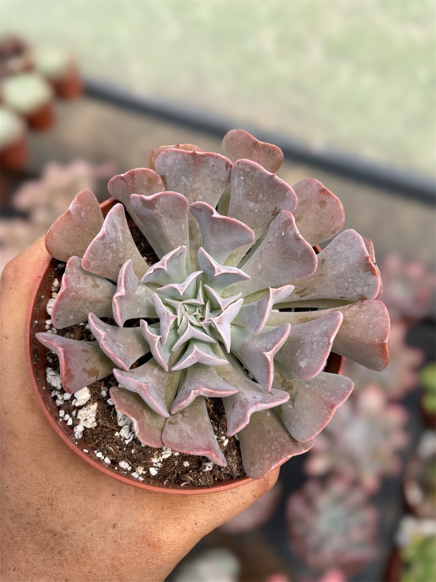 Echeveria Swan Lake
