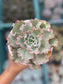 Echeveria Chantilly